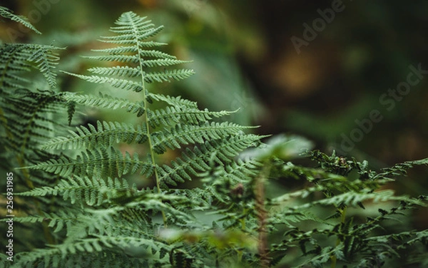 Obraz fern in forest