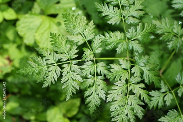 Fototapeta A green patern of leaves