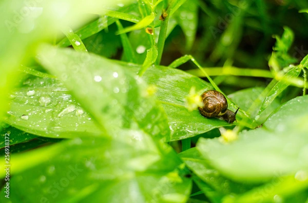 Obraz Snail with brown shell on a green leaf after summer rain