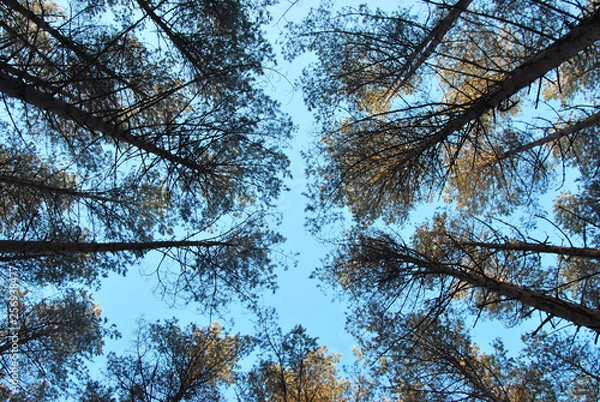 Obraz The tall trees in the pine forest against the blue sky
