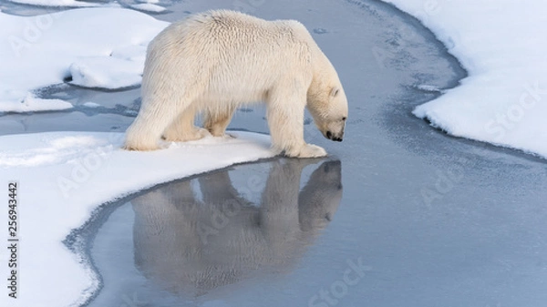 Obraz Polar Bear looking at his reflection as he steps onto thin ice