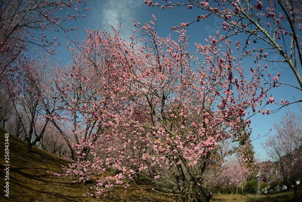Obraz 魚眼撮影桃の花
