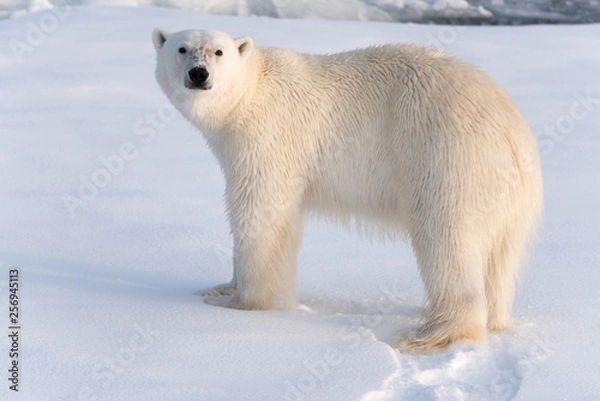 Obraz Polar Bear on sea ice looking at camera, nice golden light