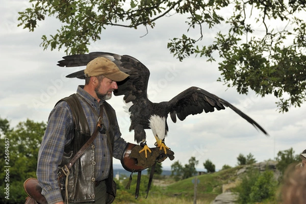 Fototapeta Weisskopfseeadler