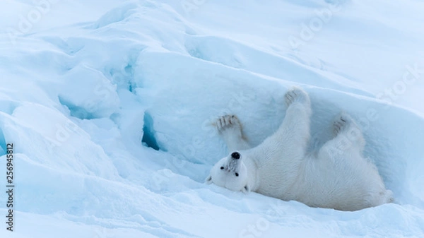 Obraz Polar Bear rolling around in the snow