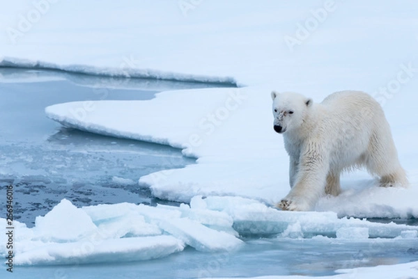 Obraz Polar Bear tentatively testing thin broken ice before stepping onto it