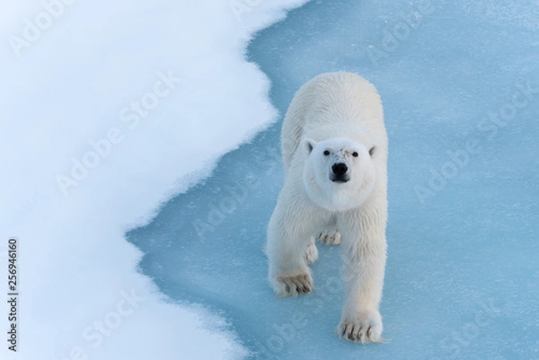 Obraz Polar Bear walking on thin ice, looking up at camera