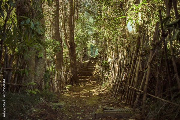Fototapeta 田舎の小道