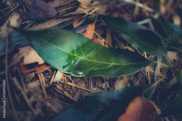 Obraz 葉っぱ