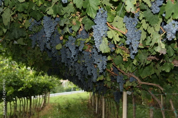 Fototapeta mare d'uva