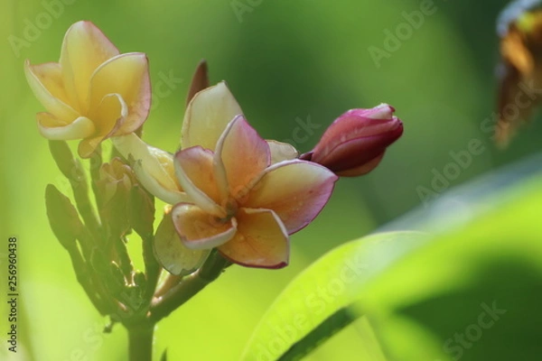 Obraz flower