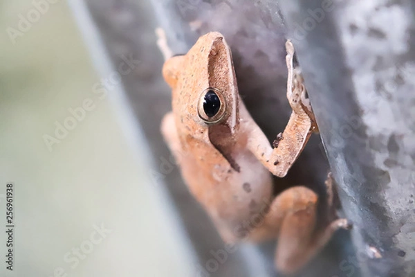 Obraz frog in the hand
