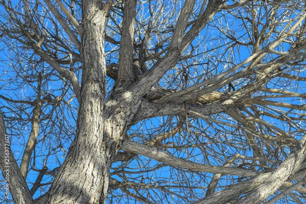 Fototapeta Branches of trees without leaves on a background of bright blue sky