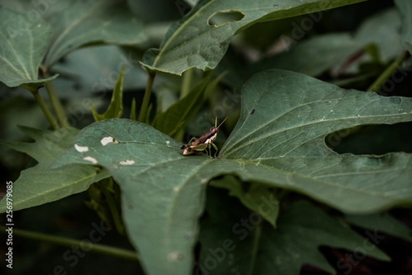 Fototapeta Grasshopper