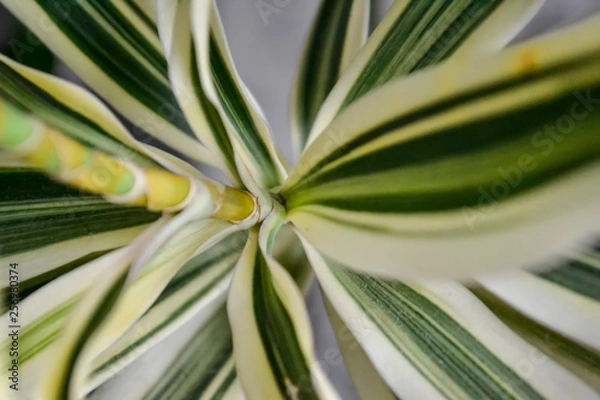 Obraz green fresh plants, leaves pattern