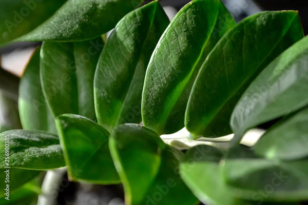 Obraz green fresh plants, leaves pattern