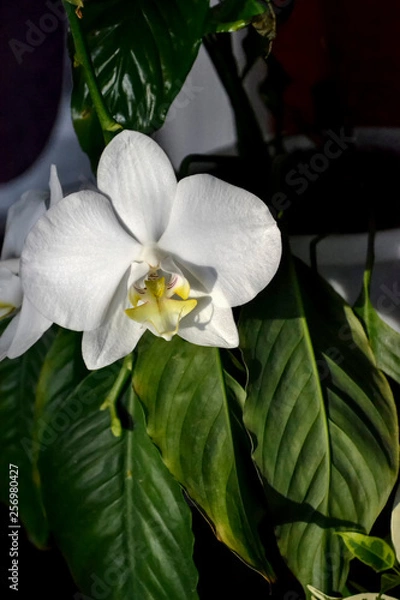 Obraz green fresh plants, leaves pattern