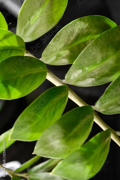 Obraz green fresh plants, leaves pattern