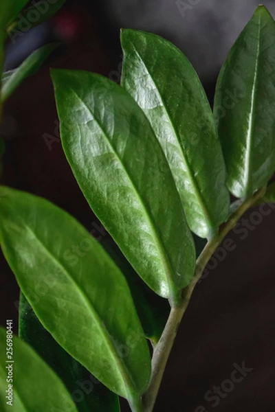 Obraz green fresh plants, leaves pattern