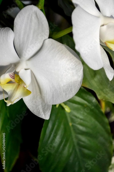 Obraz green fresh plants, leaves pattern