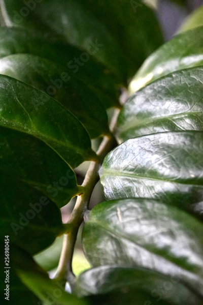 Fototapeta green fresh plants, leaves pattern