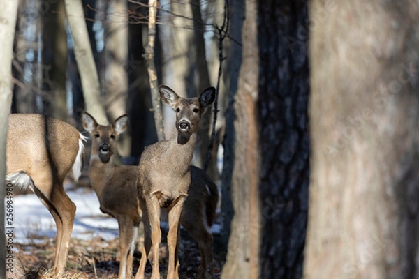 Fototapeta White-tailed Deer, natural scene , hint in the winter forest