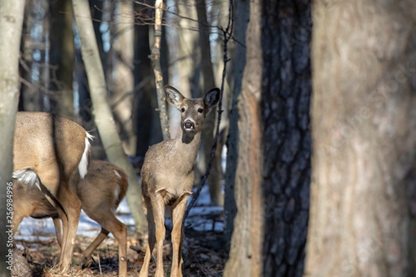 Fototapeta White-tailed Deer, natural scene , hint in the winter forest