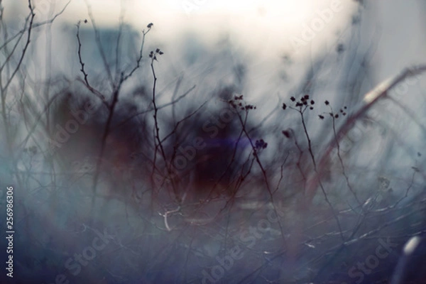 Fototapeta Dark abstract blurred background with branches of plants, whose branches partially hidden by the mist