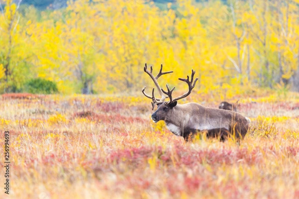 Fototapeta a reindeer on the background of the crimson tuna in summer