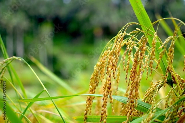 Obraz バリ島の米畑の稲穂