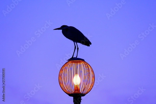 Obraz 青いかもめ