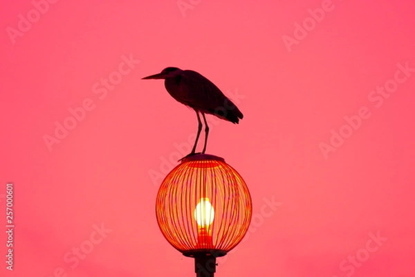 Obraz ピンクのかもめ