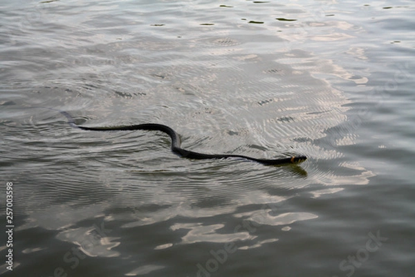 Fototapeta Adder snake swim in river. Europe, summer day. Non-venomous natrix - grass snake or water snake.