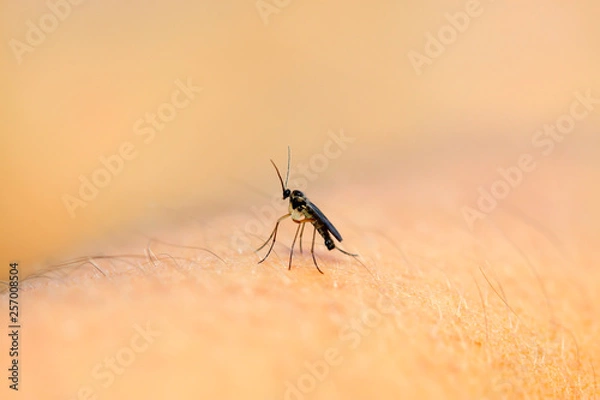 Fototapeta sciarid flies on plant