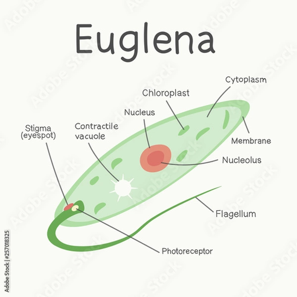 Fototapeta Euglena - budowa mikroorganizmu. Grafika wektorowa.