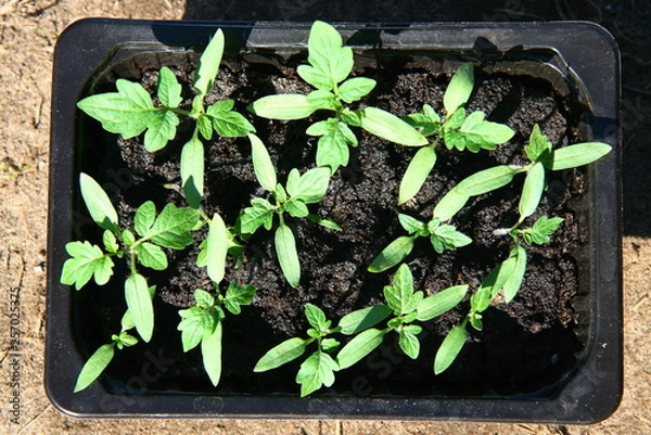 Obraz Tomatoes on seedlings