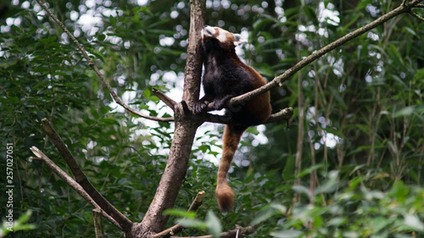 Fototapeta Lazy animal in tree