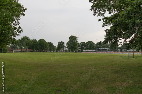 Fototapeta trees in the park