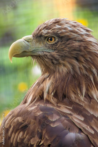 Obraz Close up eagle portrait