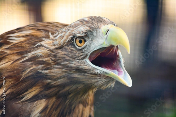 Obraz Eagle screaming