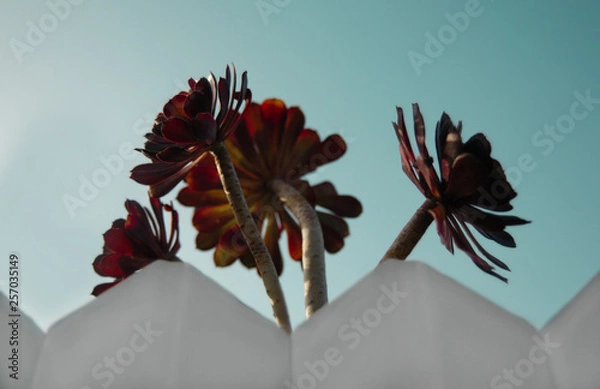 Obraz tree behind a fence