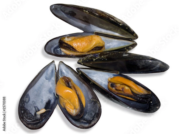 Fototapeta cozze