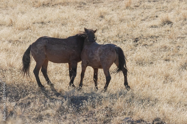 Obraz Pair of Wild Horses Sparring in the Utah Desert