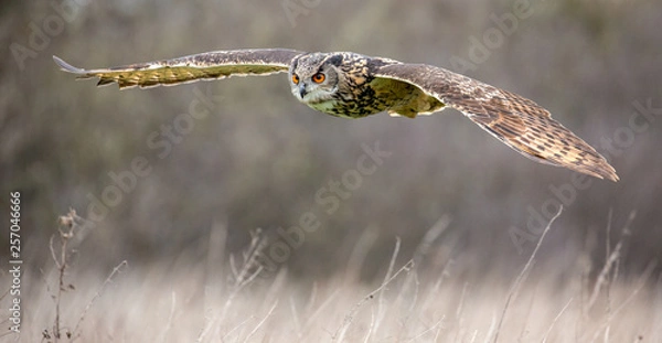Fototapeta Eurasian Eagle Owl (Bubo bubo) in natural environment
