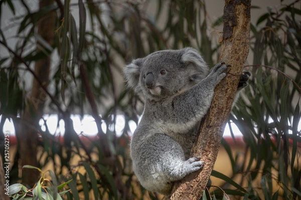 Fototapeta コアラ,子ども(赤ちゃん)