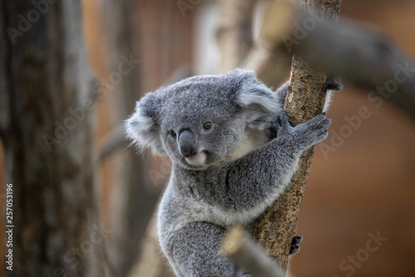Fototapeta コアラ,子ども(赤ちゃん)