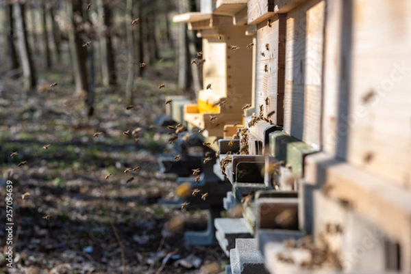 Fototapeta Bienenflug im Frühjahr