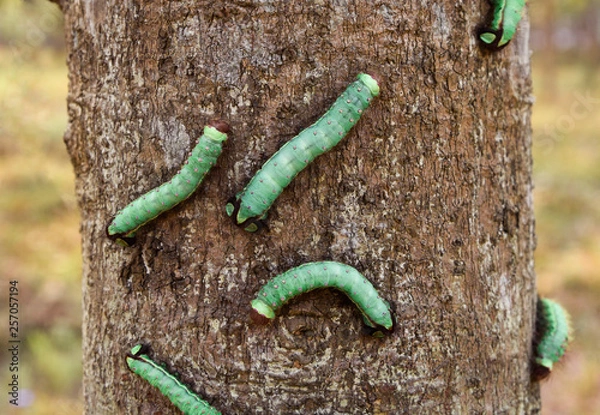 Obraz Silk worms on tree