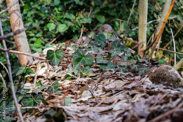 Fototapeta Ivy draped over a fallen log