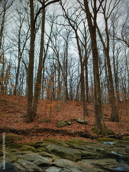 Obraz Fallen Leaves with Bare Trees on a Hillside